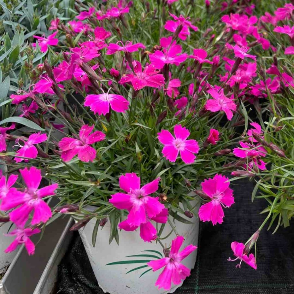 Jardines De Claveles Dianthus Caryophyllus JARDINES CASA Jardines De Claveles Dianthus Caryophyllus JARDINES CASA