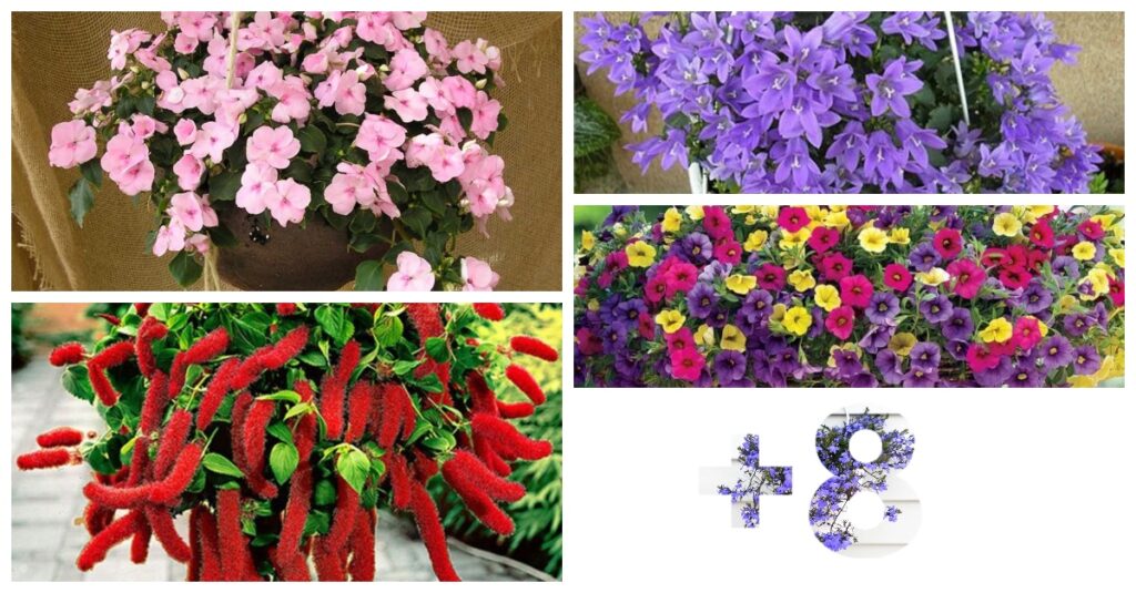 12 Plantas con flores para macetas colgantes de exteriores - JARDINES CASA